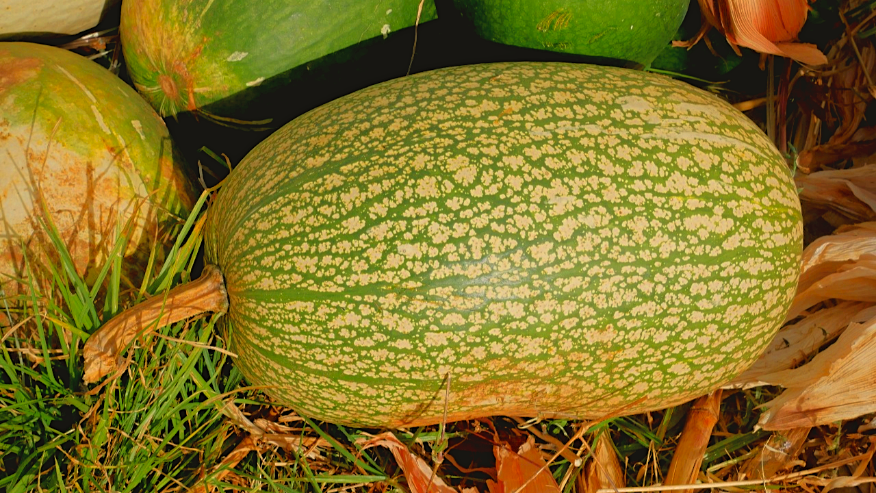 Calabaza peruana